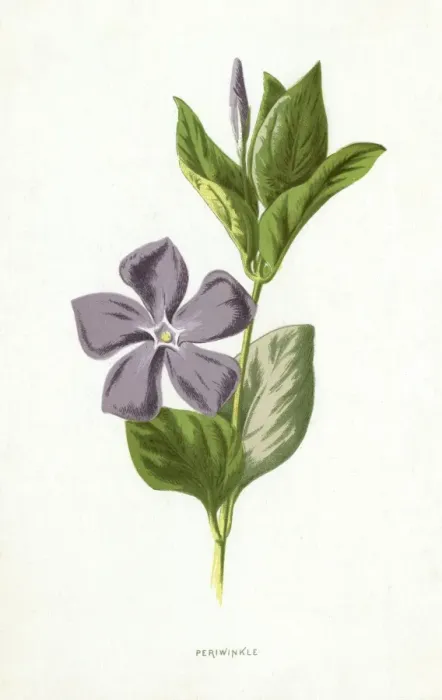 Framed Print : Plants / Vinca Major Framed Print : Plants / Vinca Major