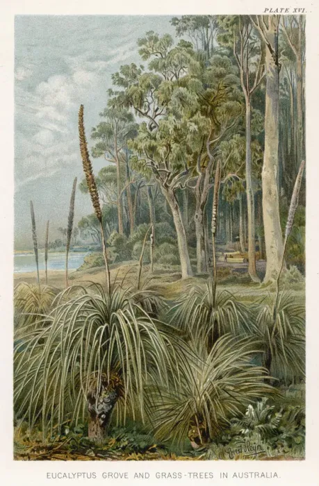 Framed Print : PLANTS / XANTHORHOEA Framed Print : PLANTS / XANTHORHOEA