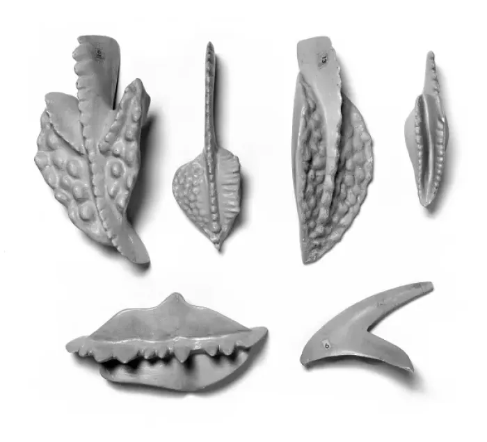 Framed Print : Plaster models of conodonts Framed Print : Plaster models of conodonts