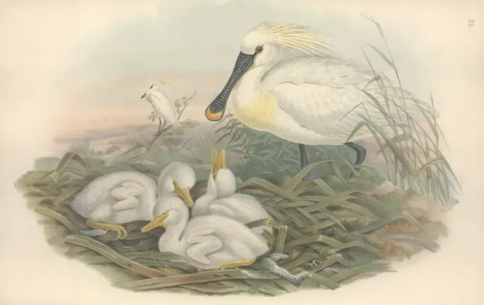 Framed Print : Platalea leucorodia, Eurasian spoonbill Framed Print : Platalea leucorodia, Eurasian spoonbill