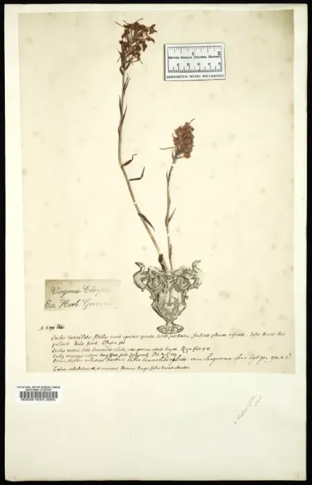 Framed Print : Platanthera Framed Print : Platanthera