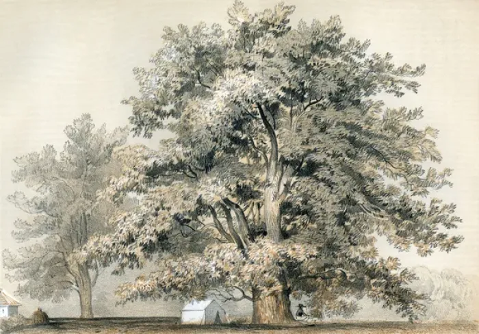 Framed Print : Platanus Racemosa Framed Print : Platanus Racemosa
