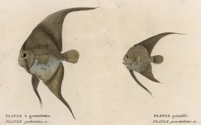 Framed Print : PLATAX (BATFISH) / 1860 Framed Print : PLATAX (BATFISH) / 1860