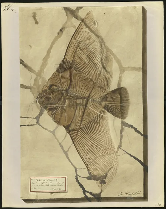 Framed Print : Platax macropterygius Agassiz Framed Print : Platax macropterygius Agassiz