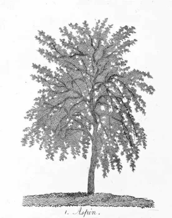 Framed Print : Aspen. Plate 1 from The Shape, Skeleton and Foliage of Thirty Two Species of Trees Framed Print : Aspen. Plate 1 from The Shape, Skeleton and Foliage of Thirty Two Species of Trees