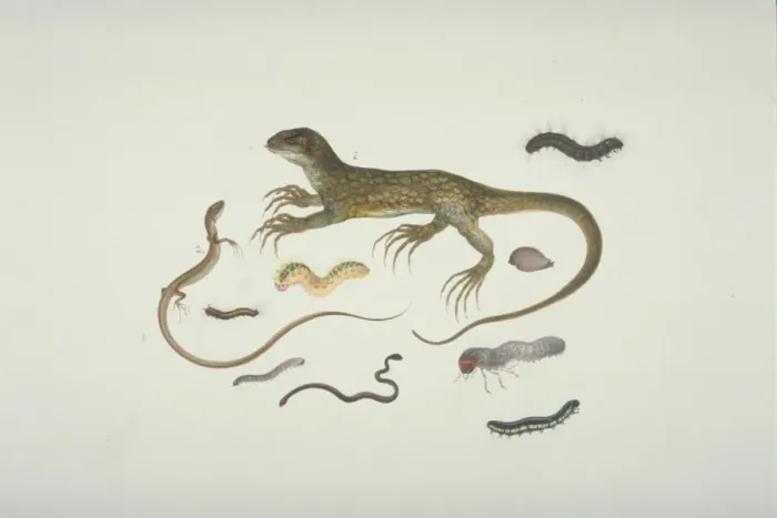Framed Print : Plate 100 from the John Reeves Collection (Zoology) Framed Print : Plate 100 from the John Reeves Collection (Zoology)