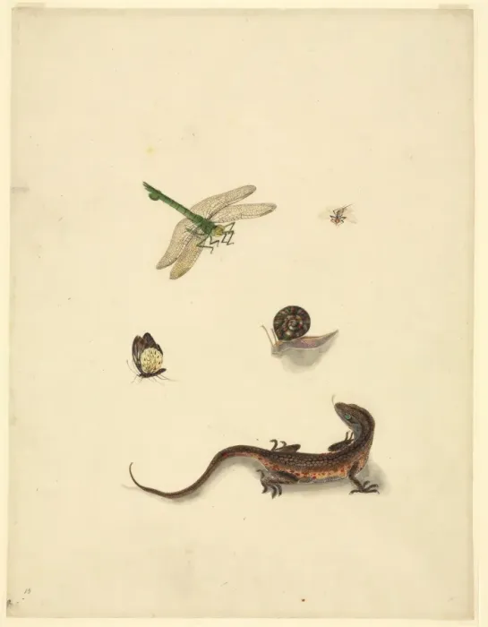 Framed Print : Plate 101 from the John Reeves Collection (Zoology) Framed Print : Plate 101 from the John Reeves Collection (Zoology)