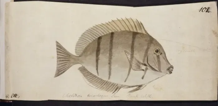 Framed Print : Plate 102 by William Ellis Framed Print : Plate 102 by William Ellis
