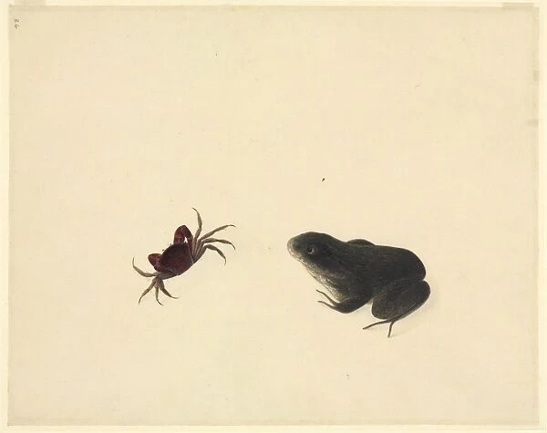 Plate 105 from the John Reeves Collection (Zoology)