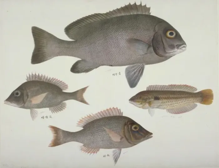Framed Print : Plate 108 from the John Reeves Collection