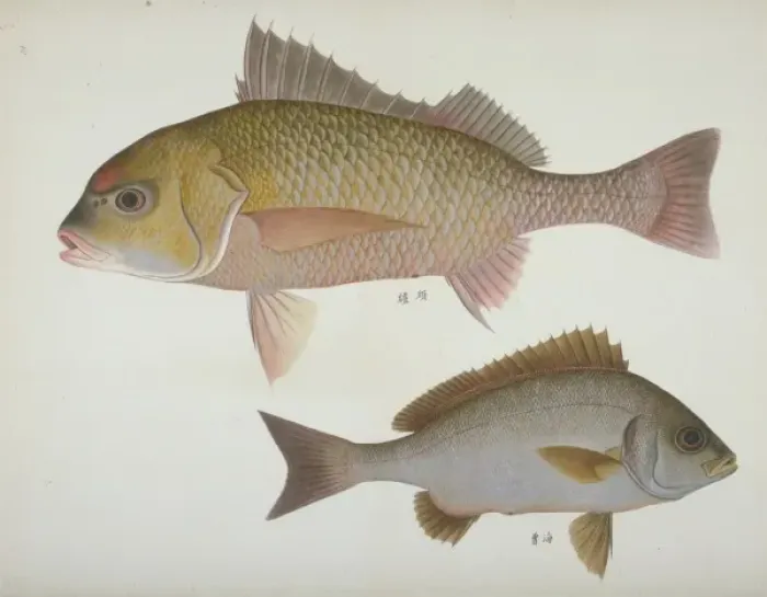 Framed Print : Plate 111 from the John Reeves Collection Framed Print : Plate 111 from the John Reeves Collection