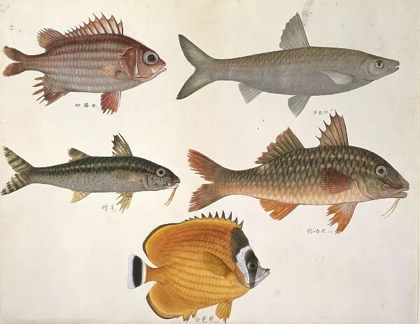 Plate 113 from the John Reeves Collection