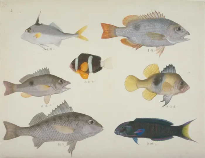 Framed Print : Plate 114 from the John Reeves Collection