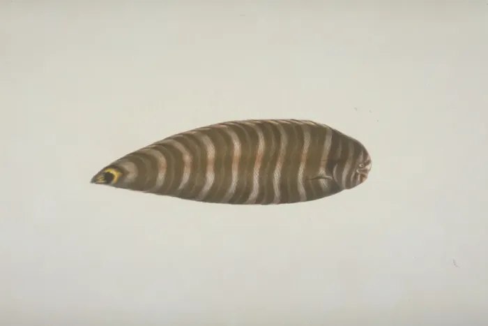 Framed Print : Plate 120 from the John Reeves Collection Framed Print : Plate 120 from the John Reeves Collection