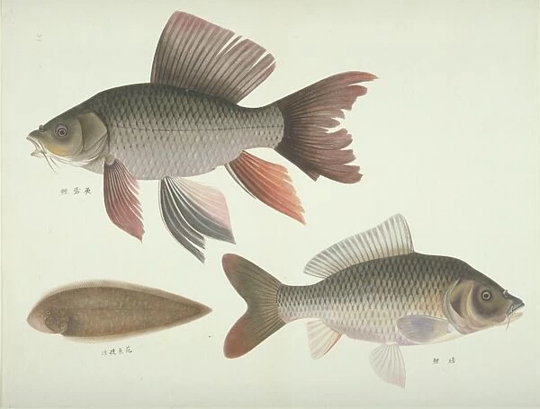 Plate 131 from the John Reeves Collection