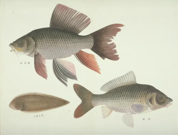 Framed Print : Plate 131 from the John Reeves Collection Framed Print : Plate 131 from the John Reeves Collection