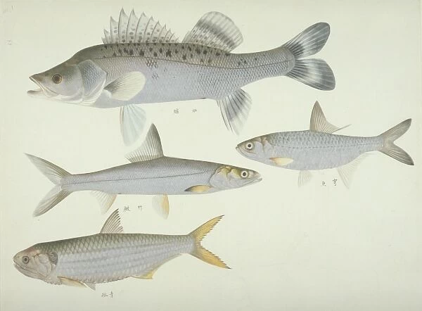 Plate 139 from the John Reeves Collection
