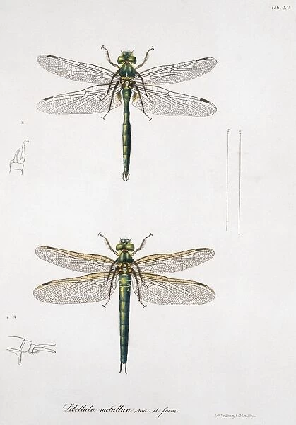 Plate 15 from Libellulinae Europaeae by de Charpentier