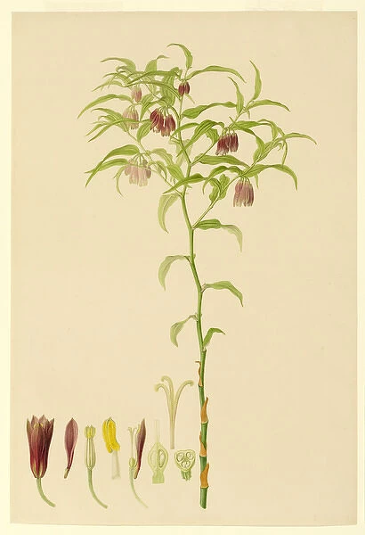 Plate 162 - Illustration from Delineation of exotic plants cultivated in