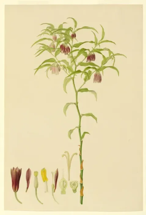 Framed Print : Plate 162 - Illustration from Delineation of exotic plants cultivated in Framed Print : Plate 162 - Illustration from Delineation of exotic plants cultivated in
