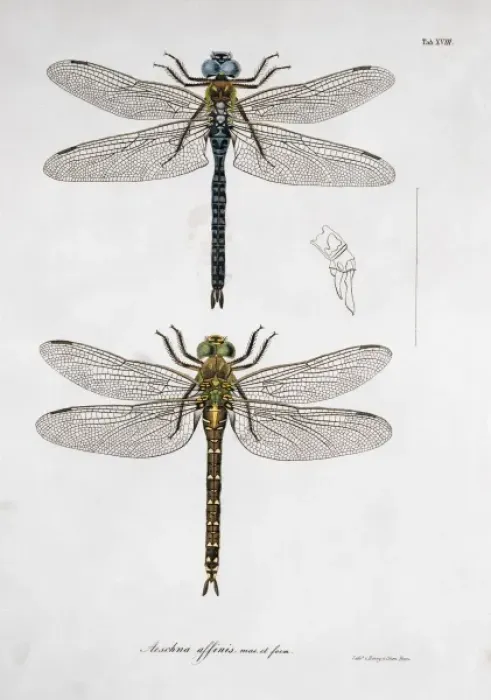 Framed Print : Plate 18 from Libellulinae Europaeae by de Charpentier Framed Print : Plate 18 from Libellulinae Europaeae by de Charpentier
