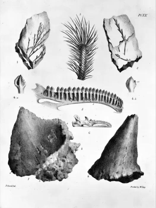 Framed Print : Plate 20. Mantells Geology of Sussex