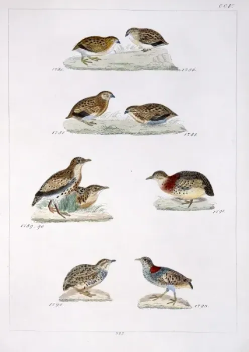 Framed Print : Plate 205 from Reichenbachs Synopsis Avium