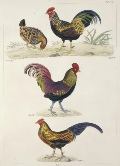 Framed Print : Plate 240 from Reichenbachs Synopsis Avium Framed Print : Plate 240 from Reichenbachs Synopsis Avium