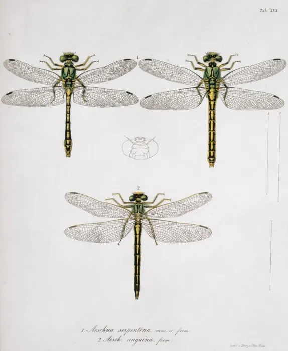 Framed Print : Plate 30 from Libellulinae Europaeae by de Charpentier Framed Print : Plate 30 from Libellulinae Europaeae by de Charpentier