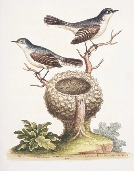 Plate 302 from The Gleanings of Natural History by George Ed