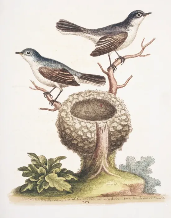 Framed Print : Plate 302 from The Gleanings of Natural History by George Ed Framed Print : Plate 302 from The Gleanings of Natural History by George Ed