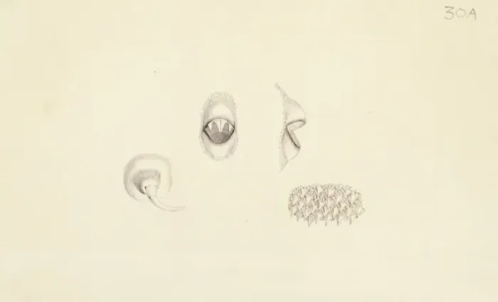 Framed Print : Plate 30a from Zoological drawings by Ferdinand Bauer Framed Print : Plate 30a from Zoological drawings by Ferdinand Bauer