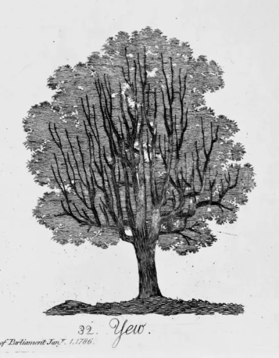 Framed Print : Yew. Plate 32 from The Shape, Skeleton and Foliage of Thirty Two Species of Trees Framed Print : Yew. Plate 32 from The Shape, Skeleton and Foliage of Thirty Two Species of Trees