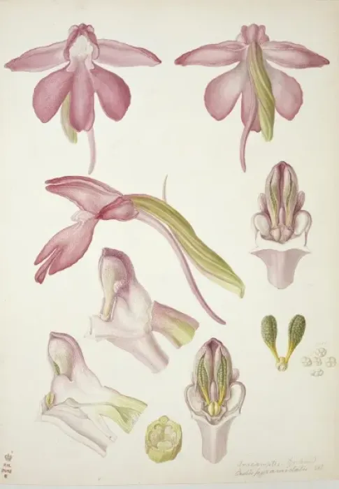 Framed Print : Plate 33 from British Orchids Framed Print : Plate 33 from British Orchids