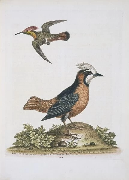 Plate 344 from The Gleanings of Natural History by George Ed