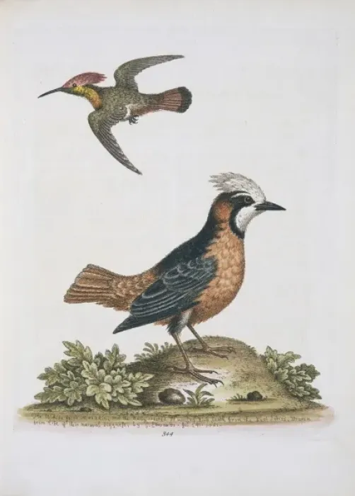 Framed Print : Plate 344 from The Gleanings of Natural History by George Ed Framed Print : Plate 344 from The Gleanings of Natural History by George Ed