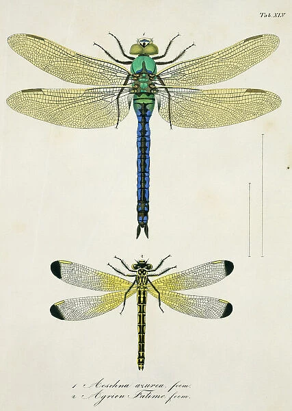 Plate 45 from Libellulinae Europaeae by de Charpentier