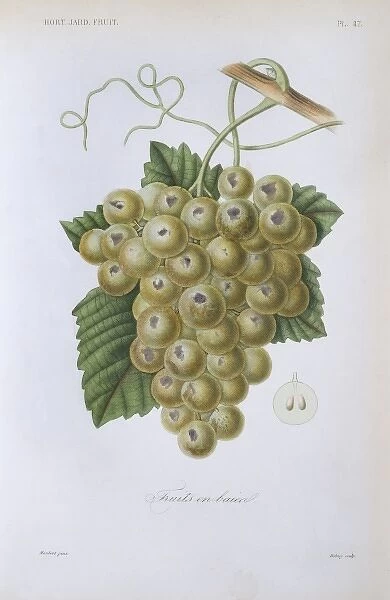 Fruit. Plate 47 from Le Regne Vegetal, Vol 12, Hort