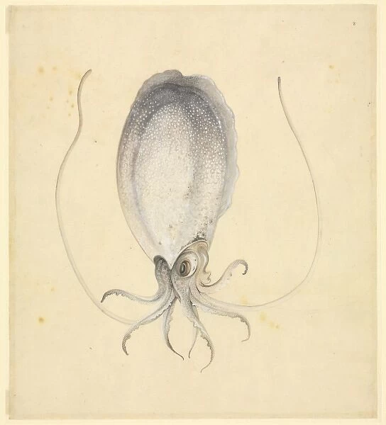 Plate 76 from the John Reeves Collection