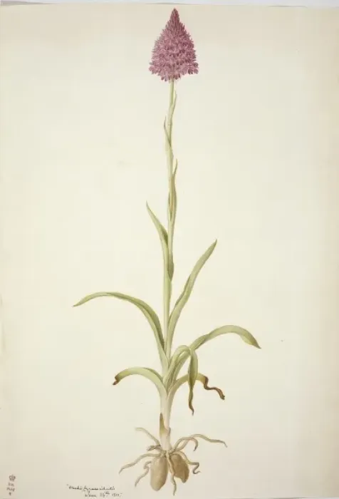 Framed Print : Plate 77 from British Orchids Framed Print : Plate 77 from British Orchids