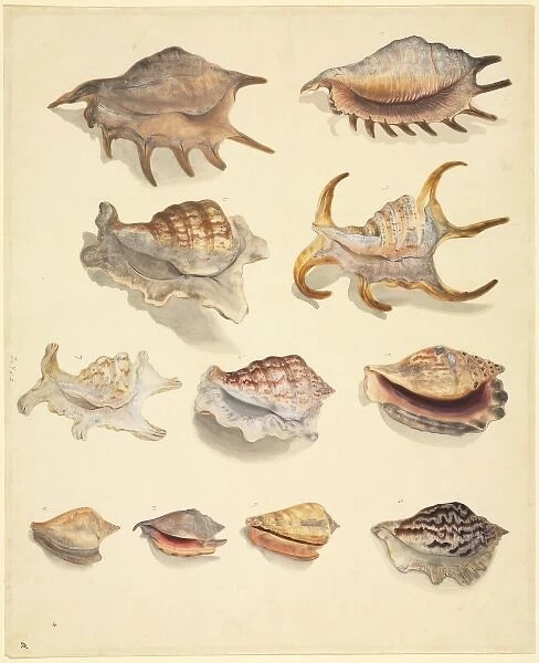 Plate 77 from the John Reeves Collection