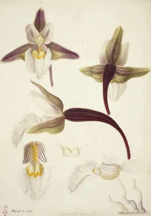 Framed Print : Plate 79 from British Orchids Framed Print : Plate 79 from British Orchids