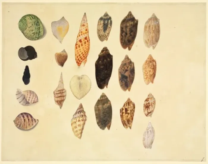 Framed Print : Plate 79 from the John Reeves Collection Framed Print : Plate 79 from the John Reeves Collection