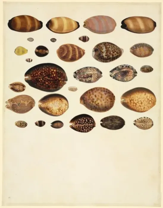 Framed Print : Plate 85 from the John Reeves Collection Framed Print : Plate 85 from the John Reeves Collection