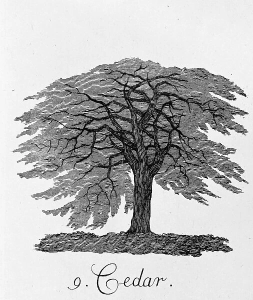 Cedar. Plate 9 from The Shape, Skeleton and Foliage of Thirty Two Species of Trees