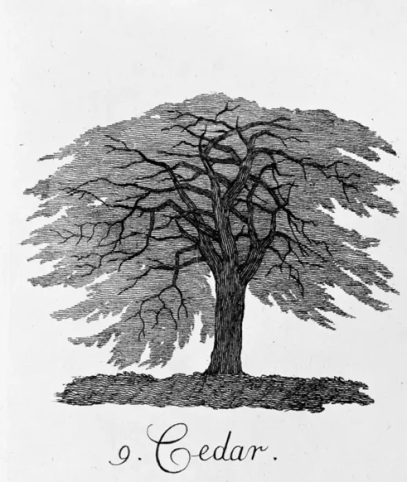 Framed Print : Cedar. Plate 9 from The Shape, Skeleton and Foliage of Thirty Two Species of Trees Framed Print : Cedar. Plate 9 from The Shape, Skeleton and Foliage of Thirty Two Species of Trees