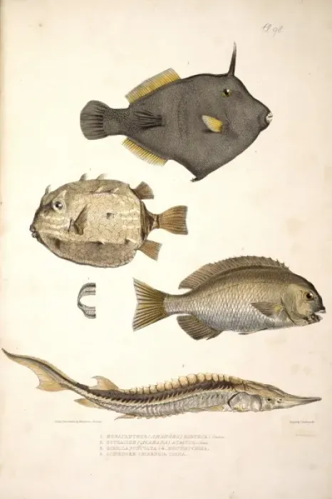 Framed Print : Plate 98 from Illustrations of Indian Zoology by John Edward Framed Print : Plate 98 from Illustrations of Indian Zoology by John Edward