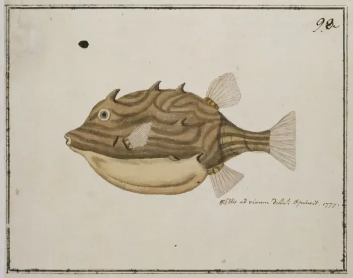 Framed Print : Plate 98 by William Ellis Framed Print : Plate 98 by William Ellis