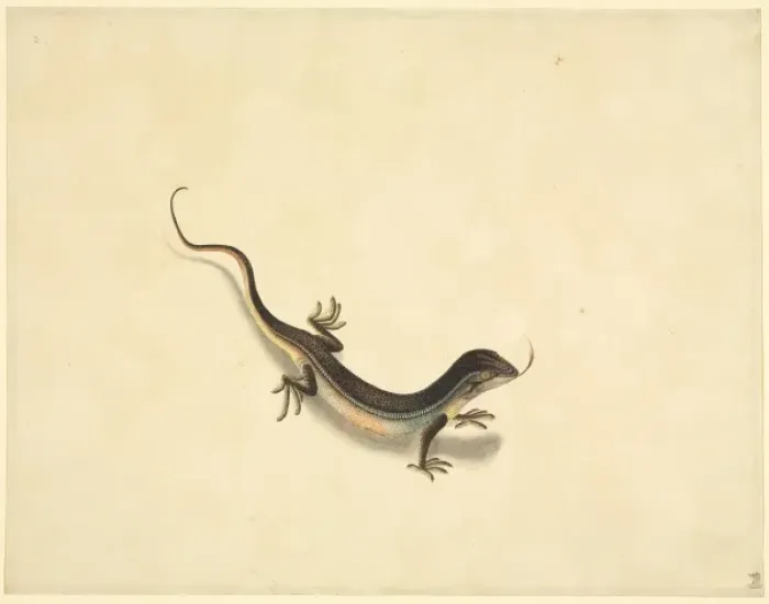 Framed Print : Plate 99 from the John Reeves Collection (Zoology) Framed Print : Plate 99 from the John Reeves Collection (Zoology)
