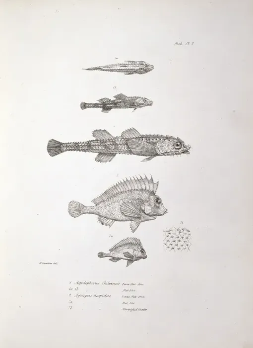 Framed Print : Plate from Charles Darwins Zoology of the Voyage of the Bea Framed Print : Plate from Charles Darwins Zoology of the Voyage of the Bea